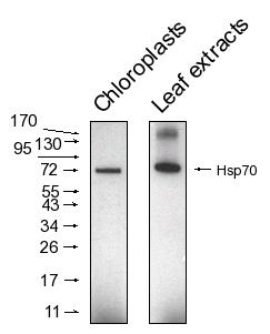 western blot detection using anti-HSP70 chlroplastic antibodies
